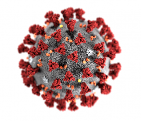 Această imagine are atributul alt gol; numele fișierului este ADRA-Coronavirus-ultrastructural-morphology-2019-e1584599307472.png